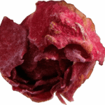 rose1