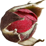 rose2